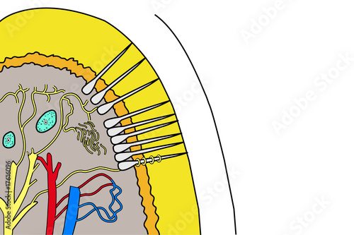 odontoiatria - schema dente