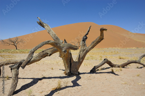 vertrocknete Baumreste in der Namibüste