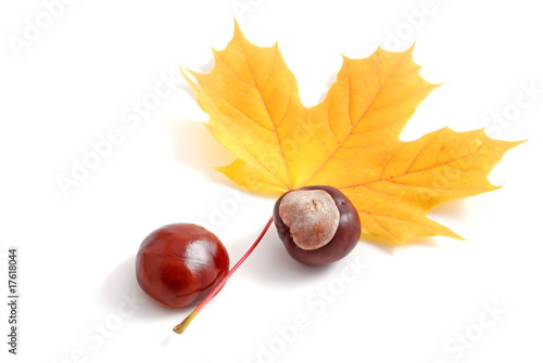 autumn leaves and chestnuts