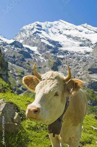 Swiss cows in the high pasture