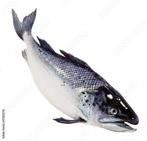 Lachs