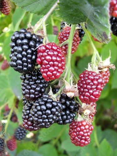 blackberries