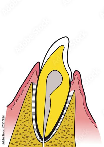 dente - odontoiatria -  sezione