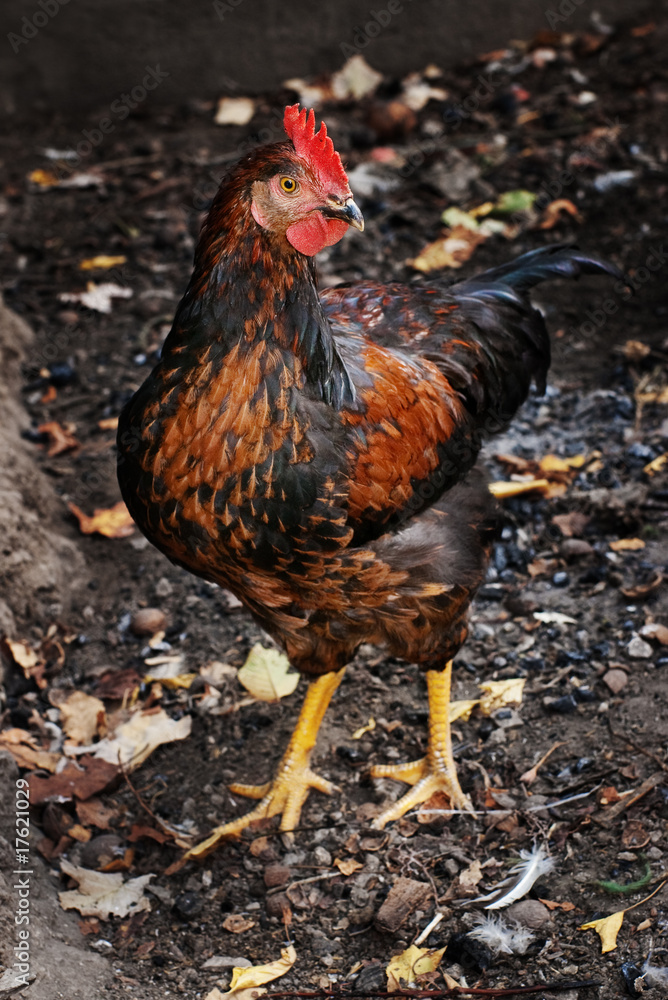 Brown rooster staring in the dark henyard with selective focus