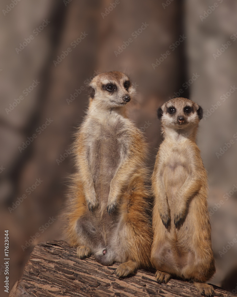 Meerkats Meerkats