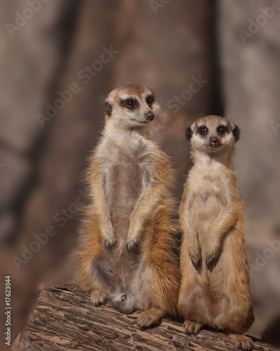 Meerkats © StockphotoVideo