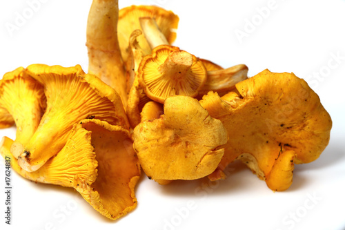 Variety of edible mushroom chanterelle ( Cantharellus cibarius ) photo