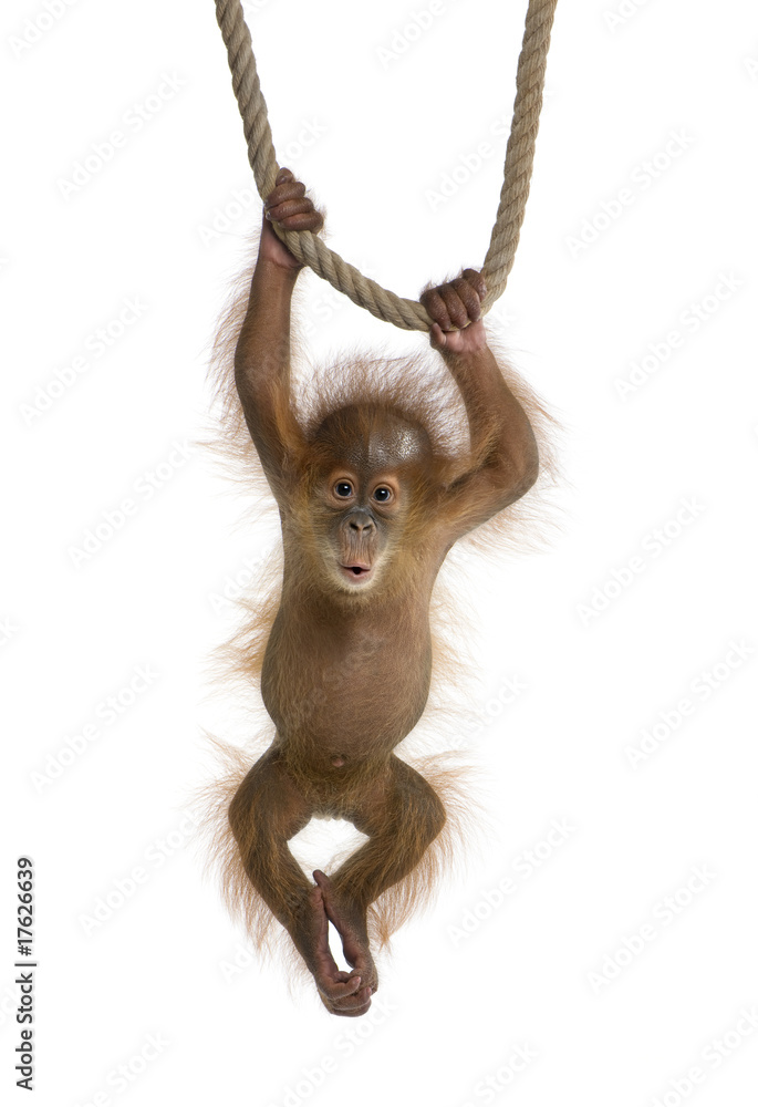 Naklejka premium Mały orangutan sumatrzański (4 miesiące), wiszący na linie