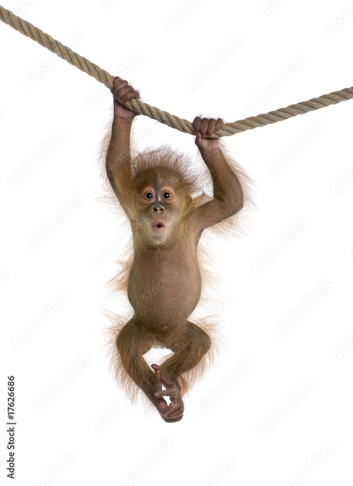 Obraz premium Mały orangutan sumatrzański (4 miesiące), wiszący na linie
