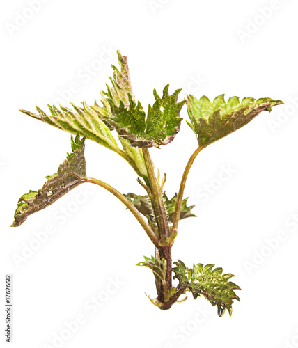 Plant isolated on white bac...