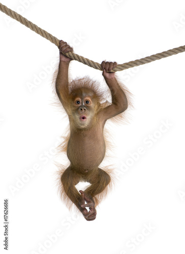 Baby Sumatran Orangutan (4 months old), hanging on a rope