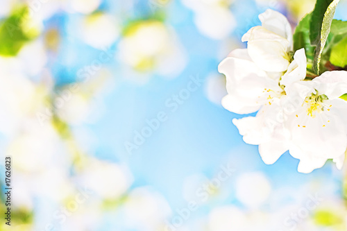 abstract background of spring flowers © 2happy