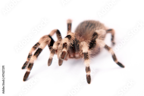 beautiful spider isolated on white background