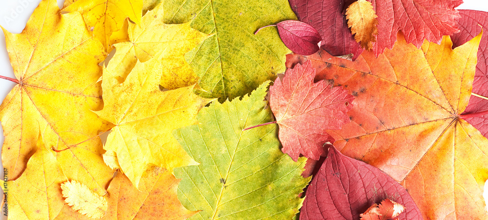 Fototapeta premium autumn leaves close up background