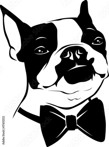 Boston Terrier - Bow Tie