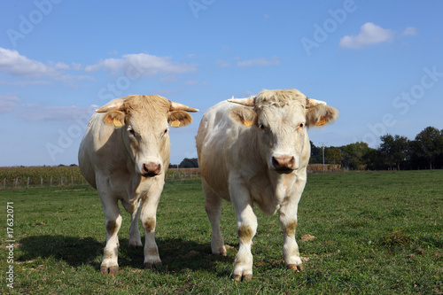 paire de vache © Frédéric Prochasson