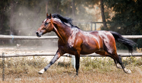 Nice brown horse running