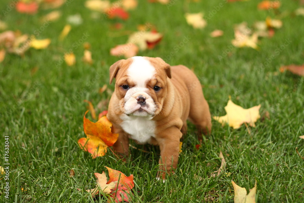 English Bulldog In Grass With Leaves