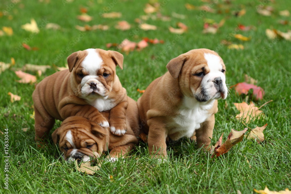 Litter of Three English Bulldog Puppies in Leaves