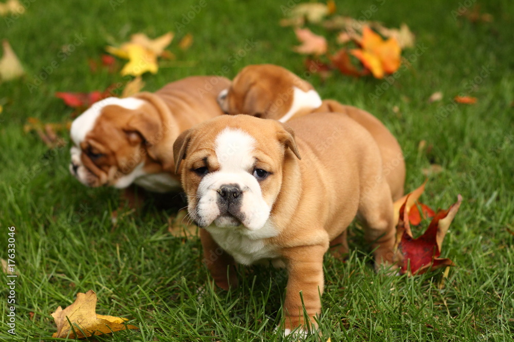 Fototapeta premium Three English Bulldog Puppies in Leaves