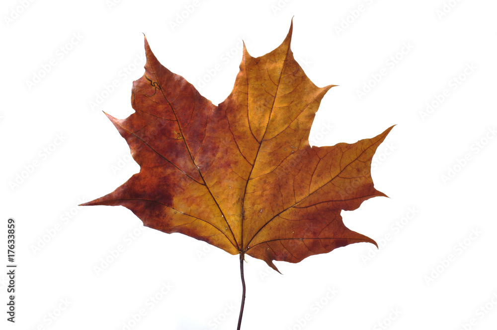 Obraz premium beautiful autumn colour leaf