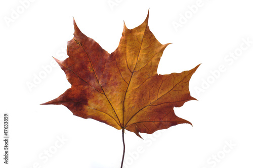 beautiful autumn colour leaf