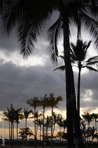 Silhouette of Palm Trees © MK10 Photography