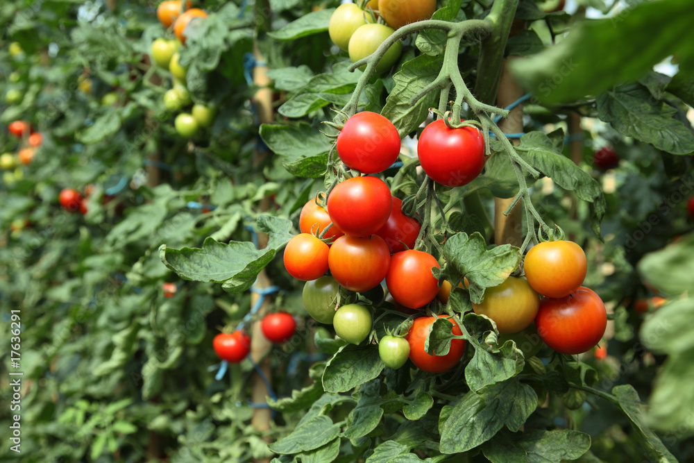 Reife rote Tomaten