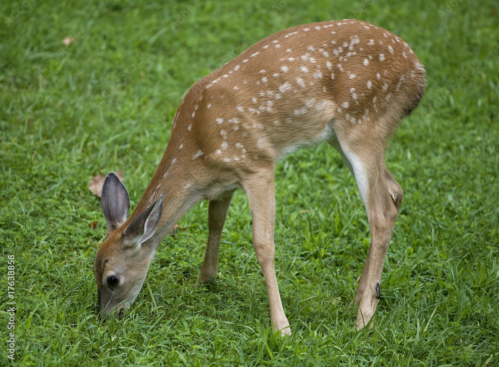 eating fawn