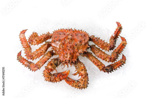 The King crab