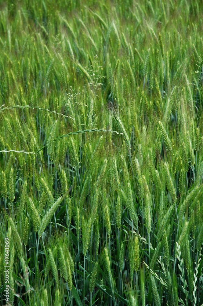 Wheat Wheat