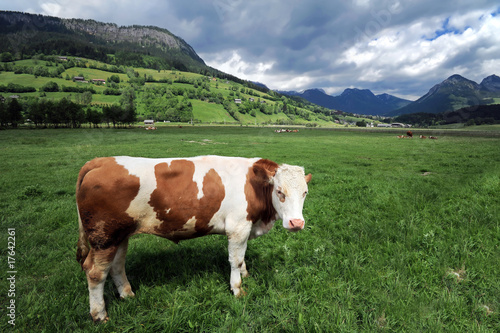 Cow in a grass field