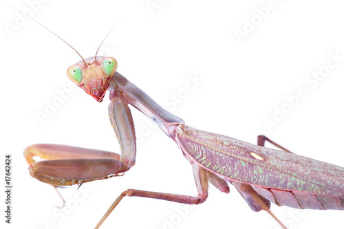 Billede på lærred mantis stare to you isolated on white background