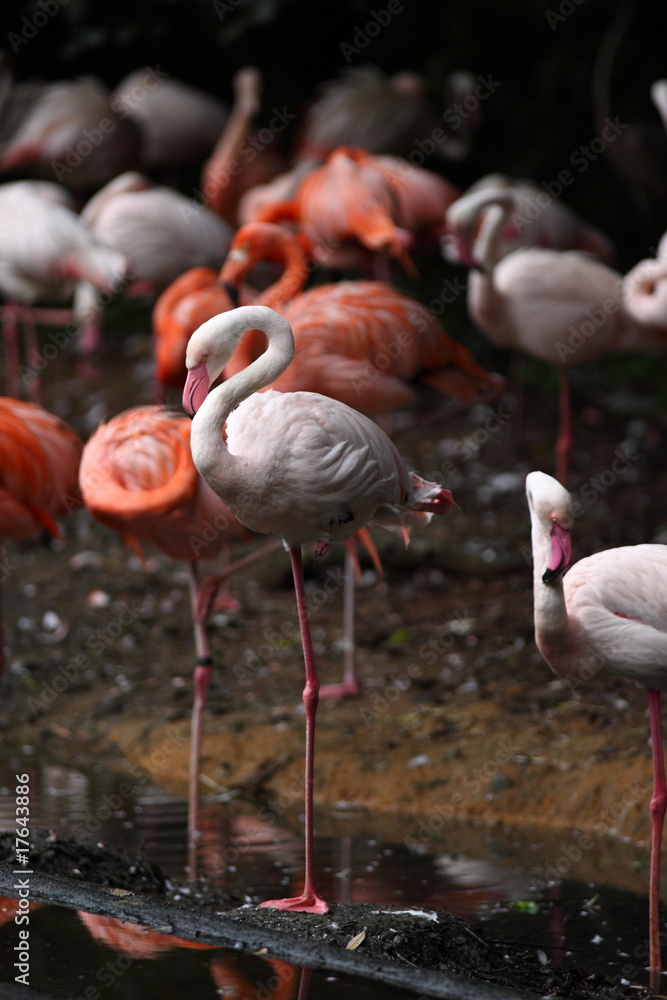 フラミンゴの集団