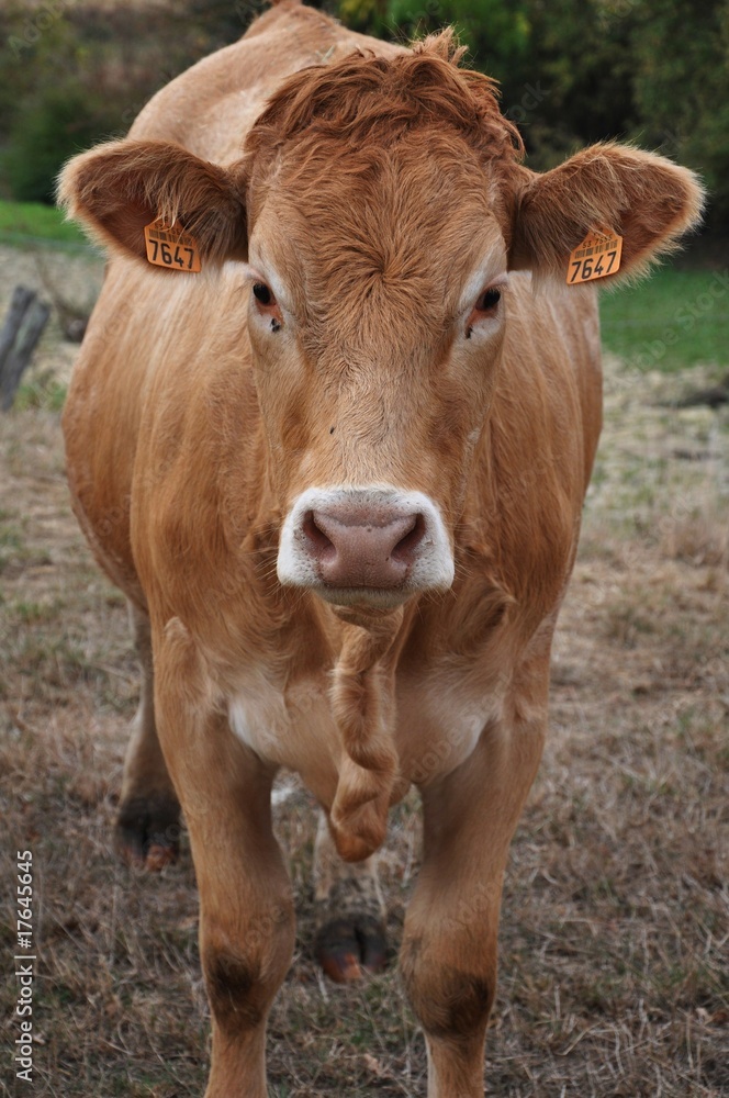 vache