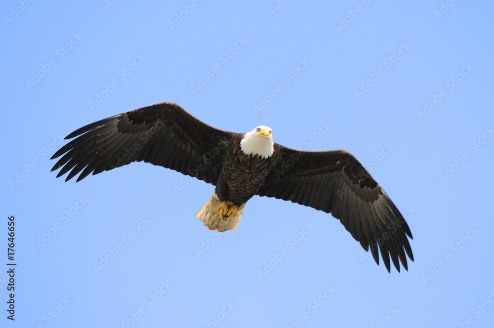 Naklejka premium Bald Eagle Flying Overhead