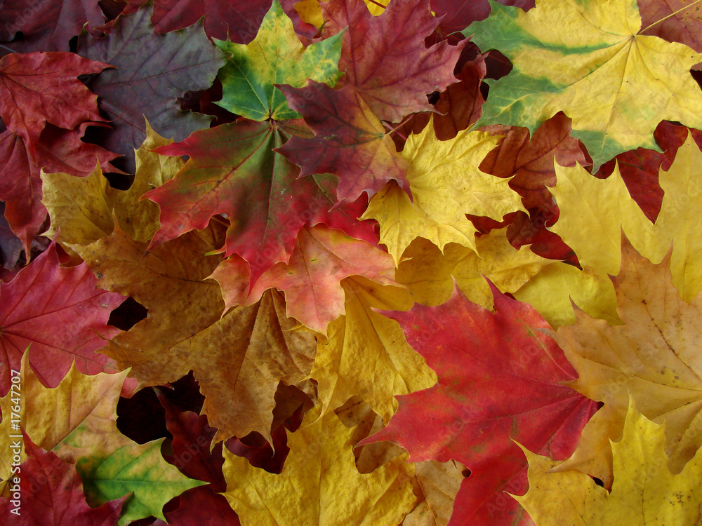 autumnal carpet autumnal carpet