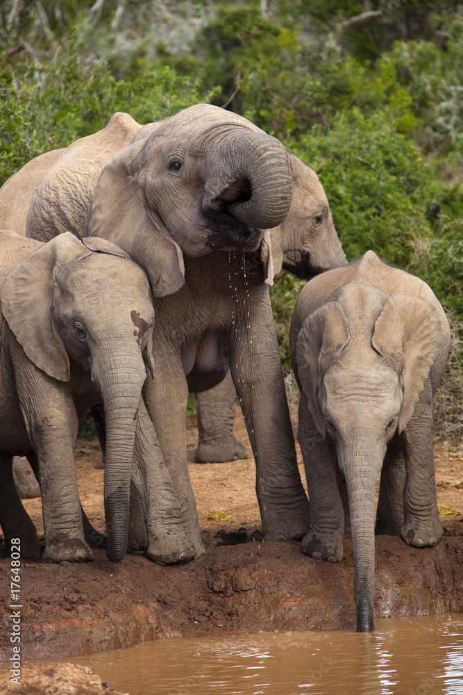 Fototapeta premium Elephant Family