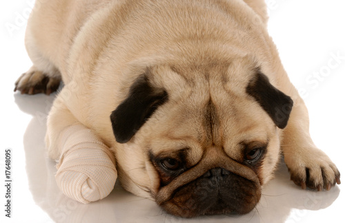 veterinary care - pug dog with bandaid on paw ..