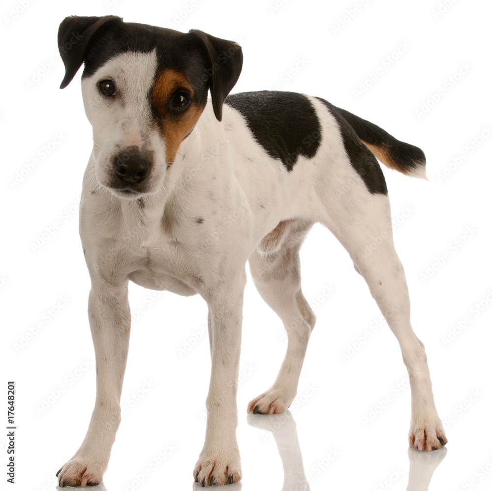 smooth coat tri-colored jack russel terrier standing ..