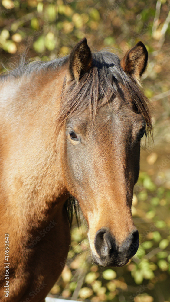 Obraz premium Cheval