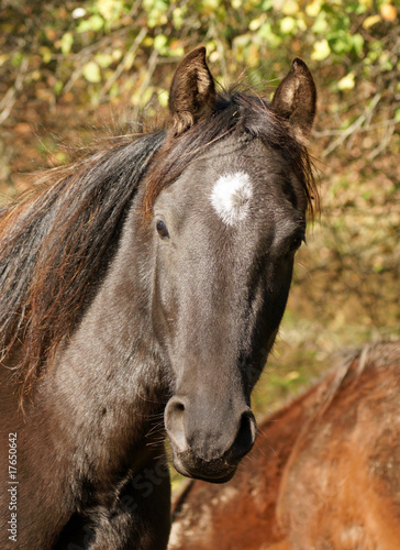 Obraz na plátně American Saddlebred