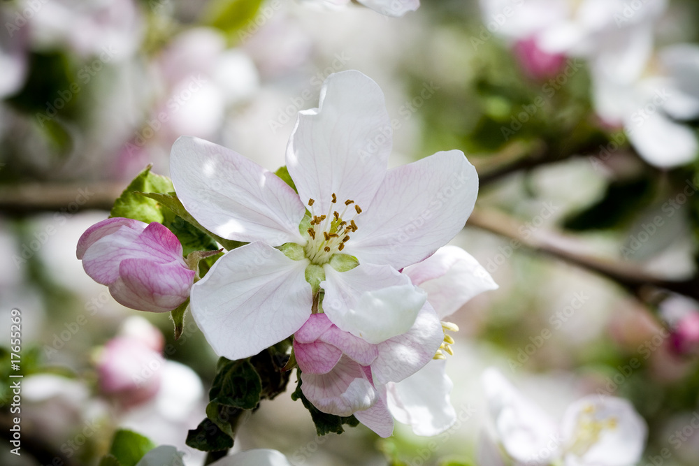 Fototapeta premium Bloom of apple tree with Shallow DOF