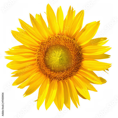Isolated Sunflower head with clipping path, on white background