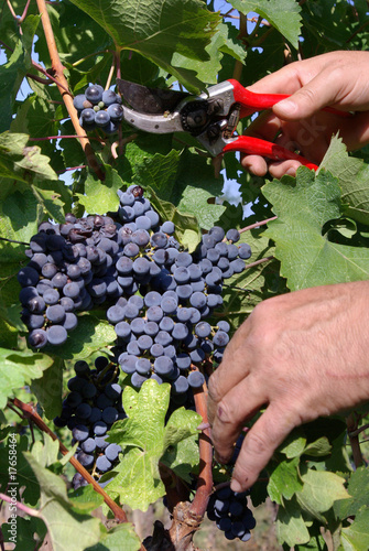 vendemmia a mano