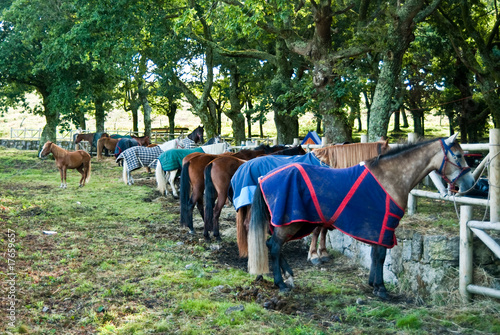 resting horses photo