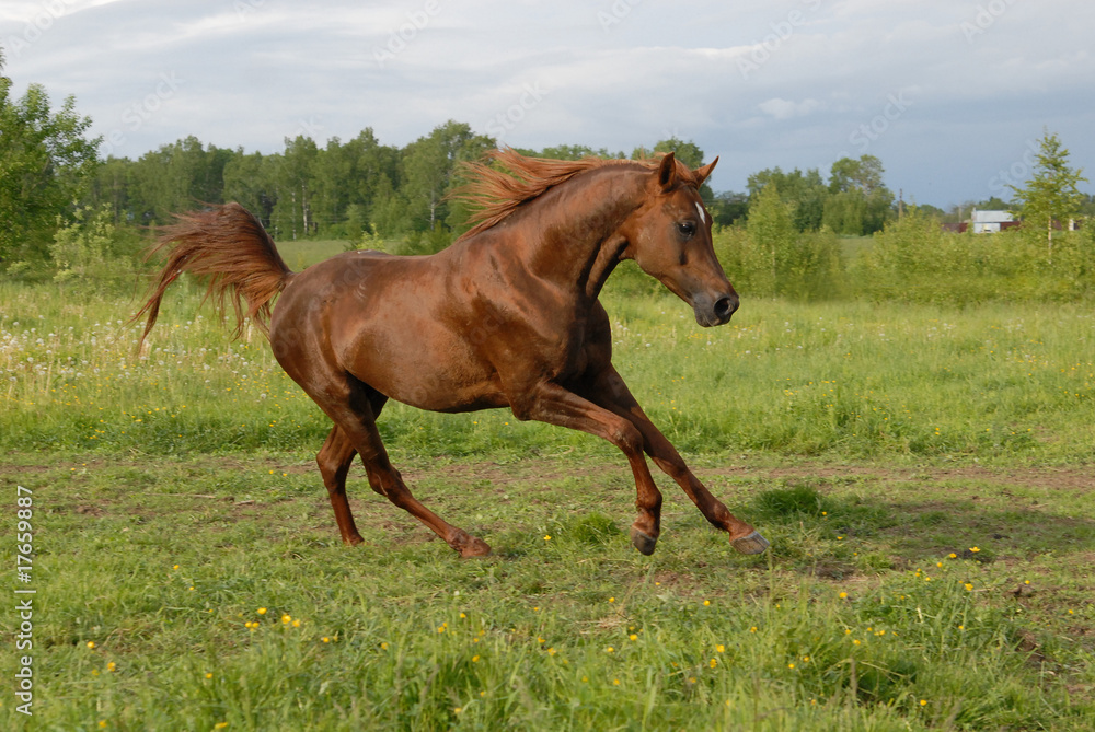 Obraz premium Stately red arabian horse gallop's