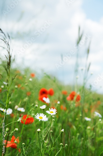 poppies and daisies