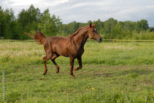 Red arabian horse in gallop