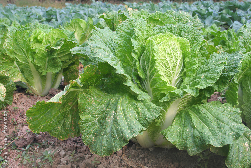 Naklejka premium vegetable field